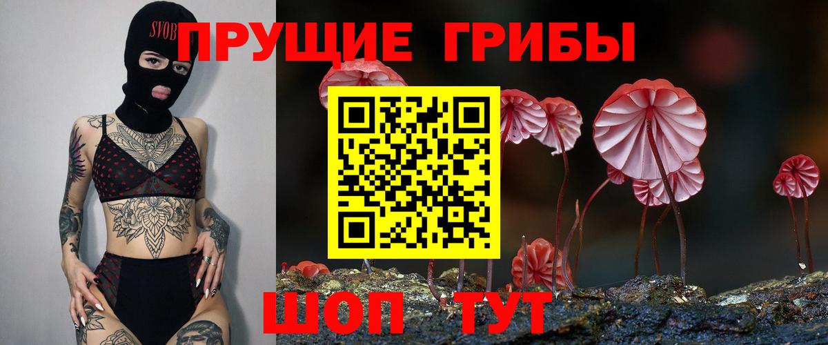 Псилоцибиновые грибы Psilocybe Сегежа